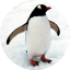 blushingpenguin gravatar